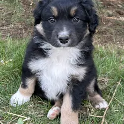 Green collar Aussie