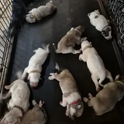 Livestock Guardians/Great Pyrenees