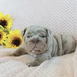 French Bulldog moki