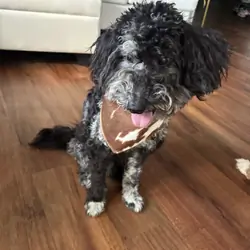 Onyx 🖤🐾 9-month-old Blue Merle Mini Goldendoodle