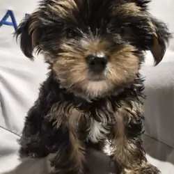puppy dog