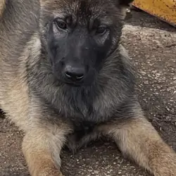 Belgian malinois