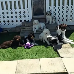 Newfypoo puppies