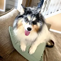 ❤️ BONDED PAIR OF POMSKY DOGS – MUST STAY TOGETHER