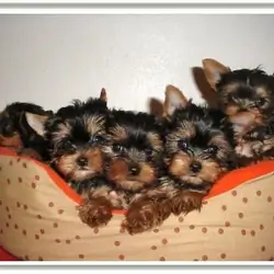 Sweet Teacup Yorkie puppies