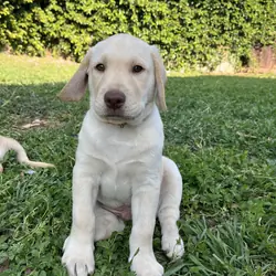 Chocolate and Yellow Labrador Retrievers