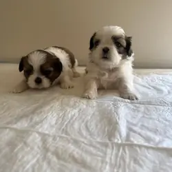 Cuddling shih tzu puppies for sale