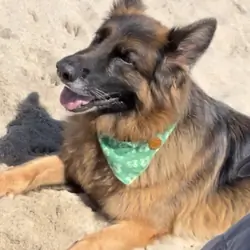 Kai a well-trained female German Shepard