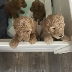 Standard Goldendoodles