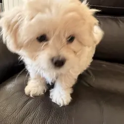 Maltipoo Girl Dixie