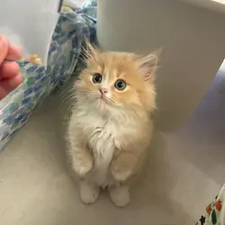 Adorable Munchkin Kittens Ready Now.