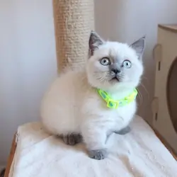 Pure Breed Munchkin Kittens Ready Now
