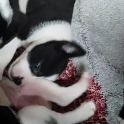 Pup