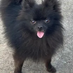Pomeranian puppies