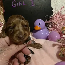 AKC registered Mini Dachshunds