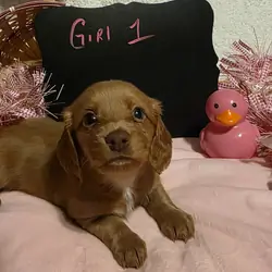 Mini Dachshund AKC registered female