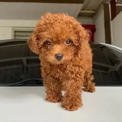 Teacup Poodle puppies
