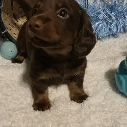 Mini Dachshund Male