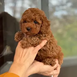 Adorable Teacup Poodle puppies