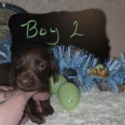 Mini Dachshund Male  long hair