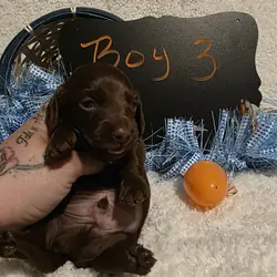 Mini Dachshund Male 3