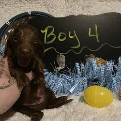 Mini Dachshund Male 4