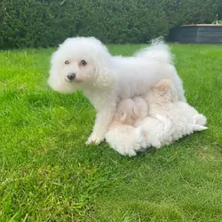 Bichon Frise Puppies