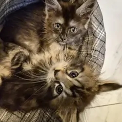 Beautiful Maine Coons