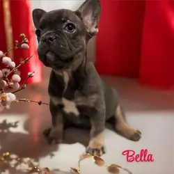 French Bulldogs