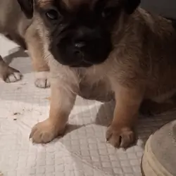Puppies