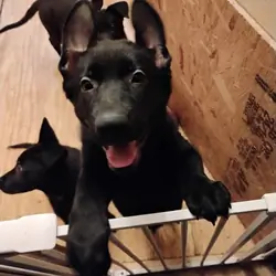 German Shepherd Puppy