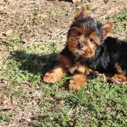 Outstanding Yorkie Puppies For Sale