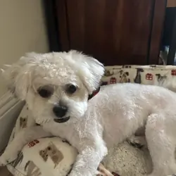 Two year Shih Tzu dog