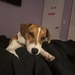 Peanut 11 month old purebred Jack Russell Terrier