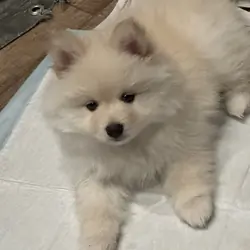 Pomsky puppy