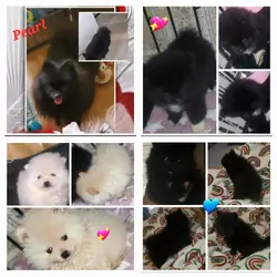 Akc Pomeranian