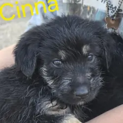 german bernedoodle