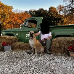 Cane Corso AKC registered | Female | 3yo