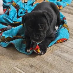 Mix breed puppies