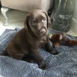 Labrador Puppies