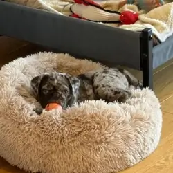 Meet Stanley a Chocolate Merle Pug Puppy