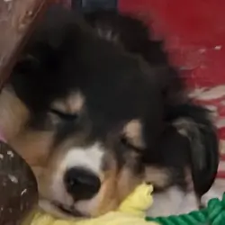 Sheltie Male Puppy