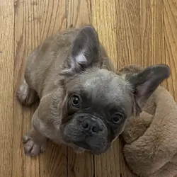 French bulldog