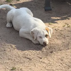 5 Adorable Sheepdog PUPS! 3 months old!