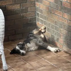 Female Miniature Australian Shepherd.