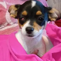 Jack chi puppy