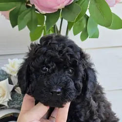 Ckc toy poodle Male Black Brown