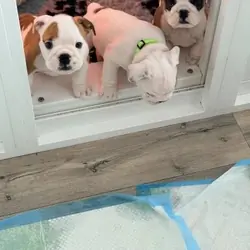 English Bulldog Puppies!!