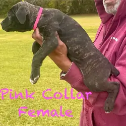 Cane Corso