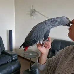 Congo African Grey Stunning Male